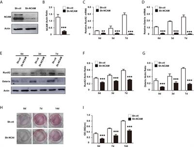 Neural Cell Adhesion Molecule Regulates Osteoblastic Differentiation Through Wnt/β-Catenin and PI3K-Akt Signaling Pathways in MC3T3-E1 Cells